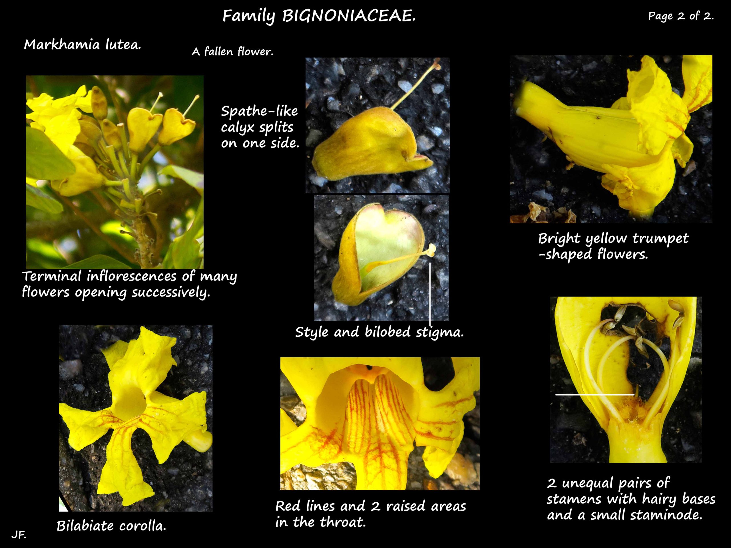 2 Markhamia lutea flowers